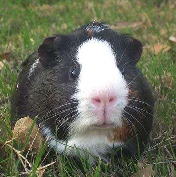 guinea-pig-0020.jpg